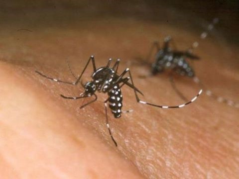 Mẹo chống muỗi đơn giản phòng ngừa virut Zika và sốt xuất huyết