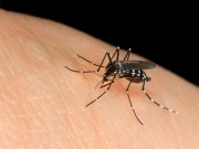 Virut Zika: Bùng phát mối nguy mới cho thai nhi