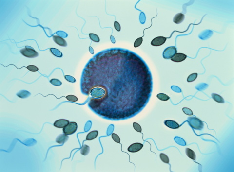 Quá trình thụ thai: Hoàn thành sứ mệnh thụ tinh