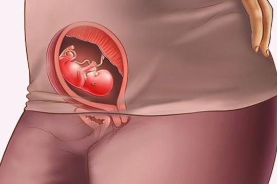 Sự phát triển của thai nhi tuần thứ 13