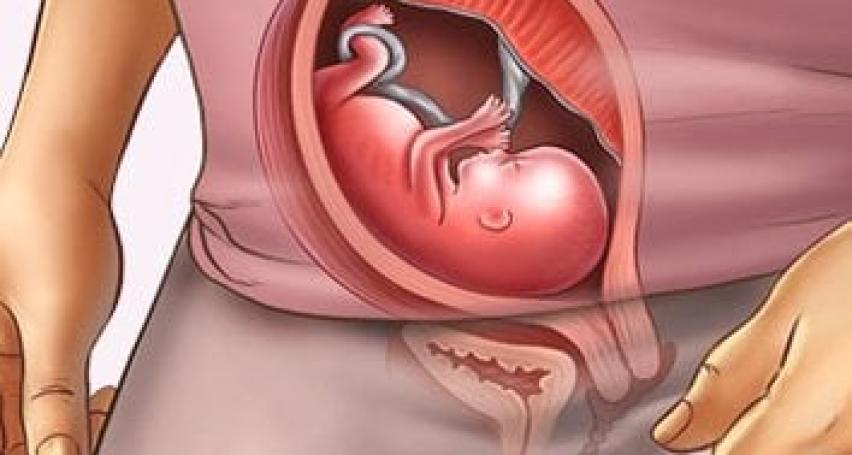 Sự phát triển của thai nhi: "Soi" sự phát triển của thai 15 tuần