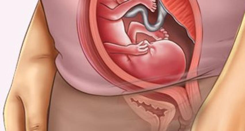 Sự phát triển của thai nhi tuần thứ 17