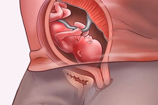 Sự phát triển của thai nhi tuần thứ 19
