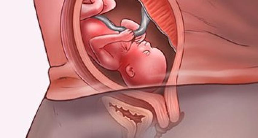 Sự phát triển của thai nhi tuần thứ 19