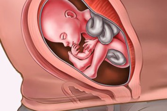 Sự phát triển của thai nhi tuần thứ 21