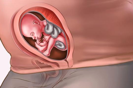 Sự phát triển của thai nhi tuần thứ 22