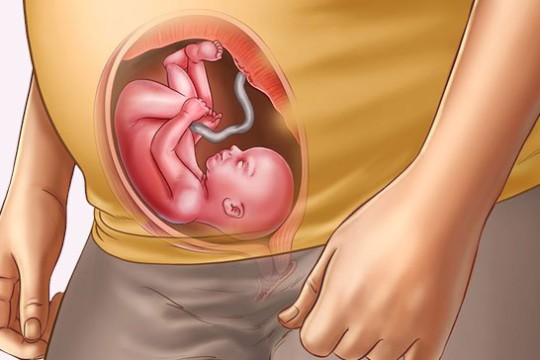 Sự phát triển của thai nhi tuần thứ 23
