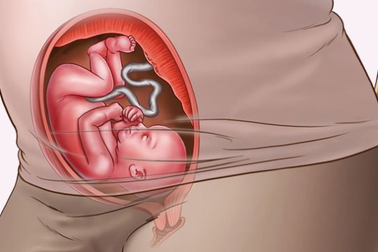 Sự phát triển của thai nhi tuần thứ 24