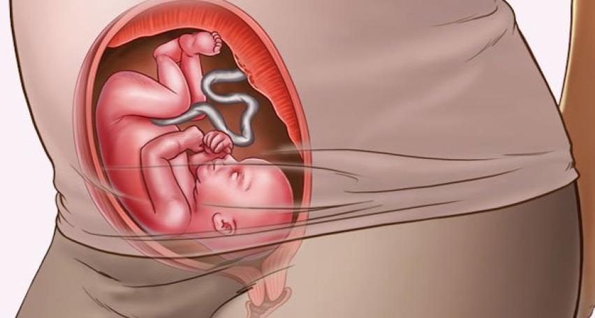 Sự phát triển của thai nhi tuần thứ 24