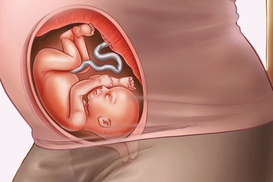Sự phát triển của thai nhi tuần thứ 25