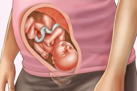Sự phát triển của thai nhi tuần thứ 28