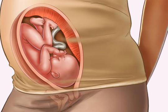 Sự phát triển của thai nhi tuần thứ 30