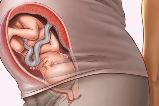 Sự phát triển của thai nhi tuần thứ 34