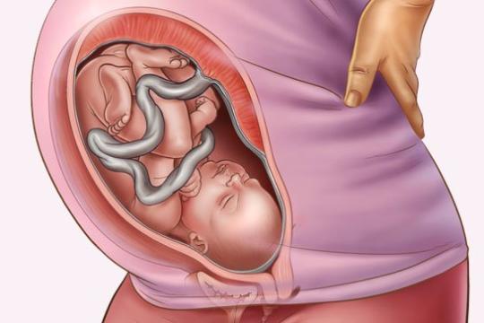 Sự phát triển của thai nhi tuần thứ 35