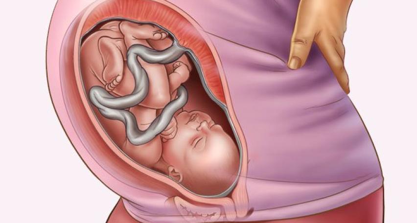 Sự phát triển của thai nhi tuần thứ 35