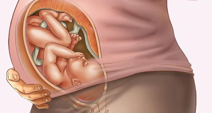 Sự phát triển của thai nhi tuần thứ 38