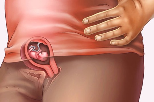 Sự phát triển của thai nhi tuần thứ 8