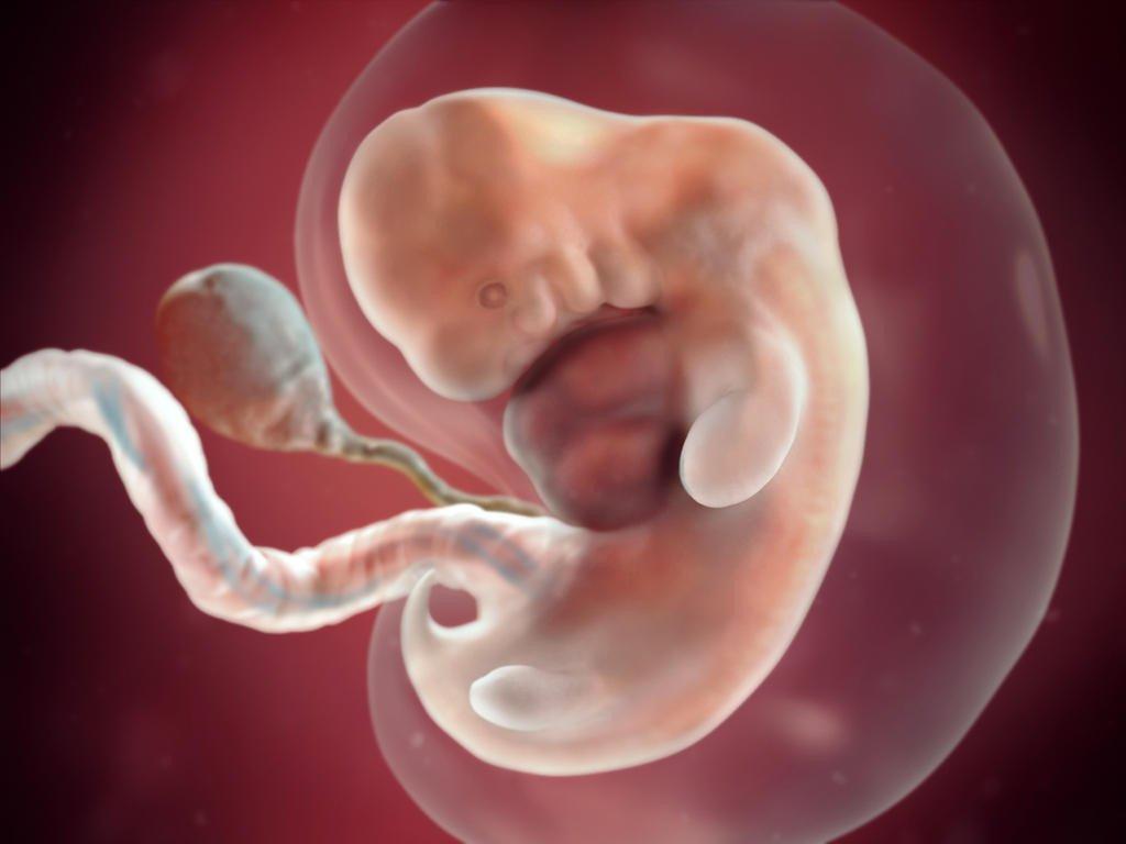 Sự phát triển của thai nhi tuần thứ 1