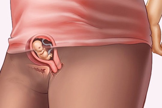 Sự phát triển của thai nhi tuần thứ 7