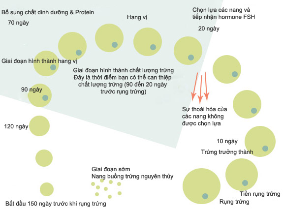 Tăng chất lượng trứng trong 90 ngày