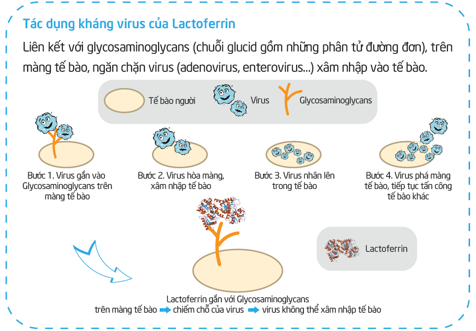 Trẻ ốm vặt liên miên vì thiếu Lactoferrin – “Kháng thể sữa mẹ”