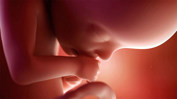 Bật mí trình tự phát triển giác quan của thai nhi