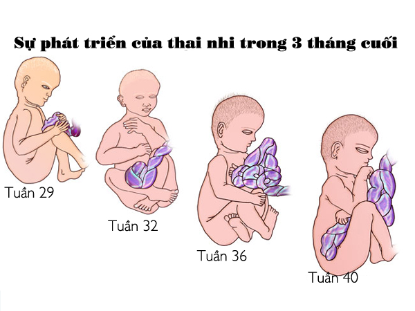 "Chuẩn" chăm sóc thai nhi 3 tháng cuối