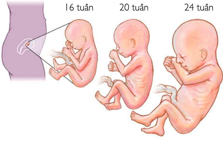 4 điều cần nhớ khi chăm sóc thai nhi 3 tháng giữa