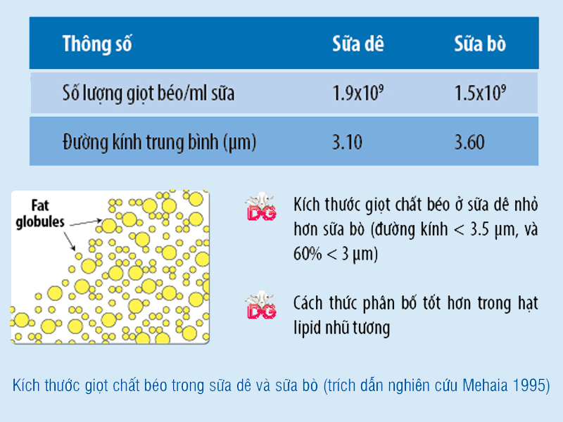 Khám phá quy trình sản xuất sữa dê công thức