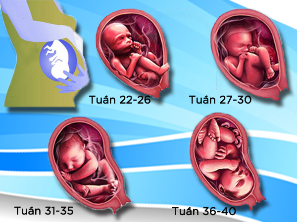 Sự phát triển của thai nhi qua các tuần: Từ tuần 22 đến 40