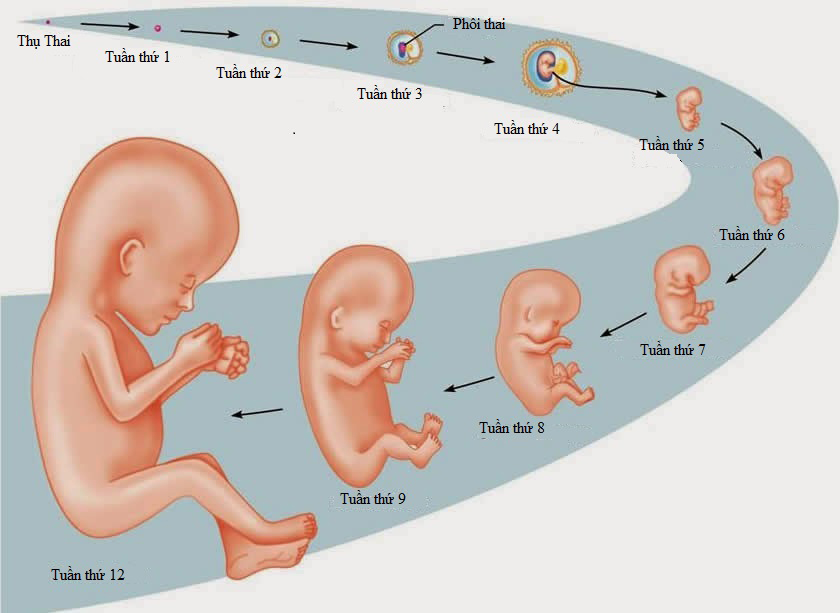 Hình ảnh sự phát triển của thai nhi qua từng tháng tuổi