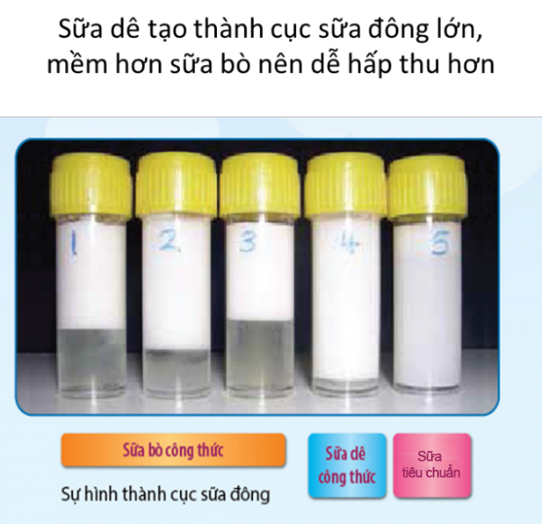 Có phải sữa dê công thức chỉ dễ tiêu hóa và hấp thu?