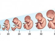 Bảng cân nặng của thai nhi theo từng tuần tuổi chuẩn