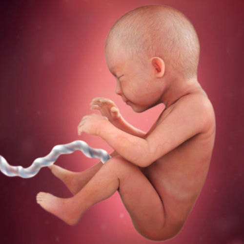 Loạt hình ảnh sự phát triển của thai nhi 3 tháng cuối