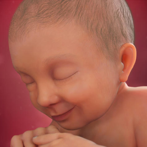 Loạt hình ảnh sự phát triển của thai nhi 3 tháng cuối