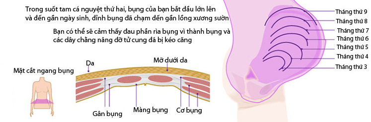 "Soi" các thay đổi của vòng bụng khi mang thai